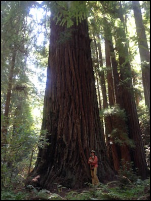 Penelope and Belinda (dog) at a giant Redwood tree